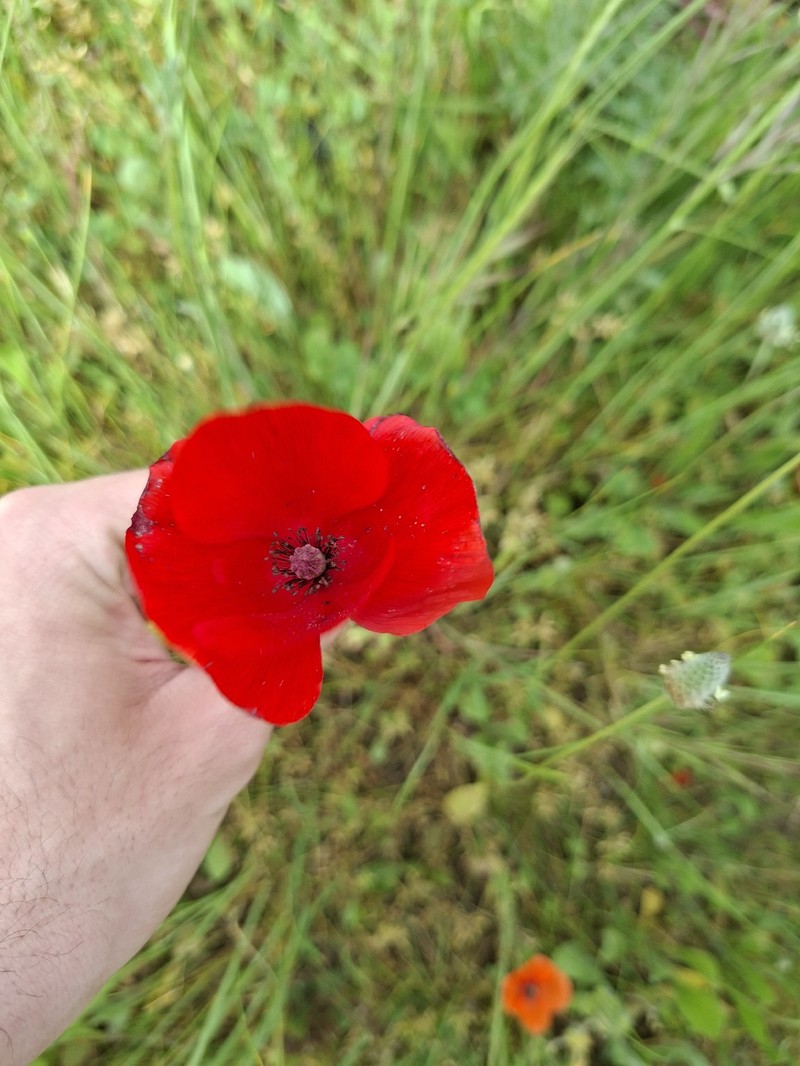 Papaver rhoeas subsp. rhoeas photo 3