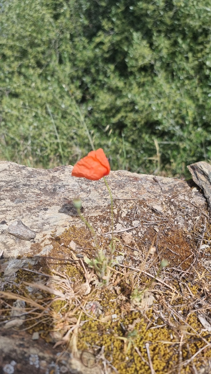 Papaver rhoeas subsp. rhoeas photo 4