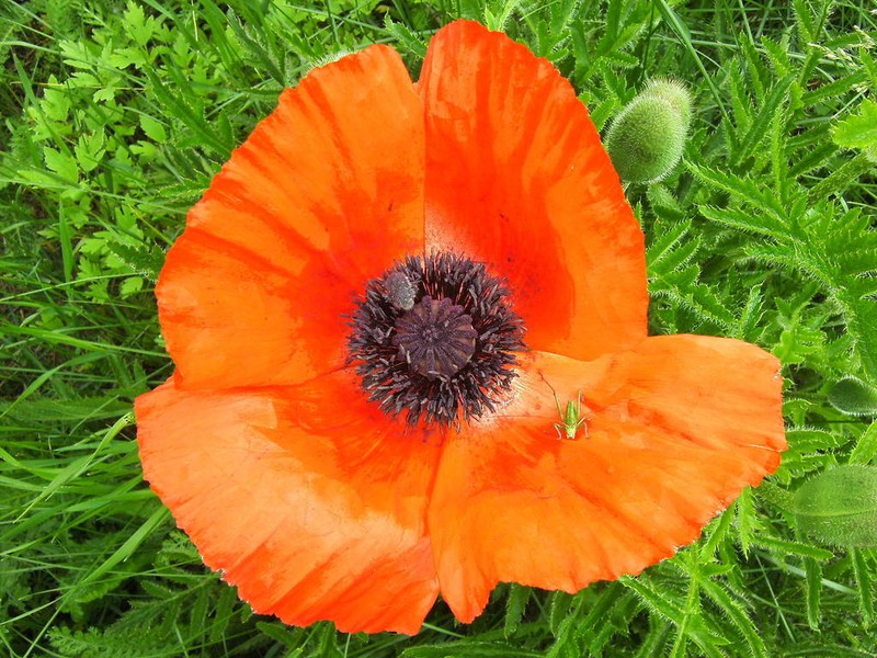 Papaver setiferum