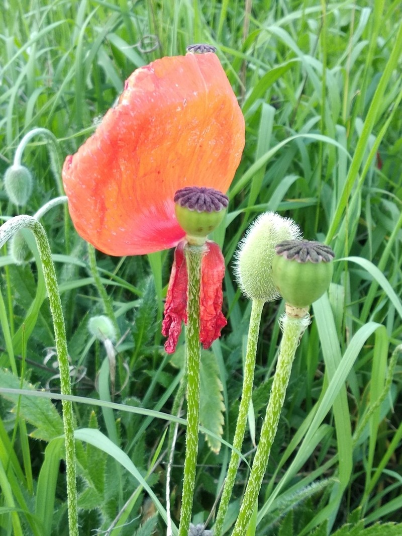 Papaver setiferum photo 2