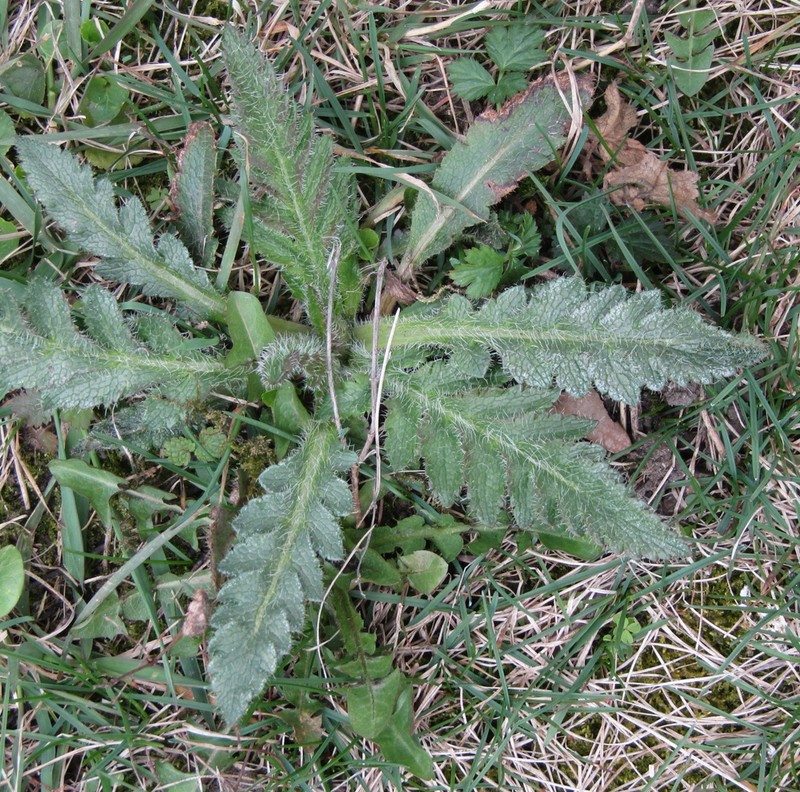 Papaver setiferum photo 4