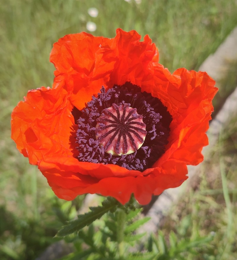 Papaver setiferum photo 5