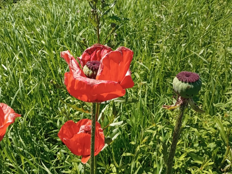 Papaver setiferum photo 6