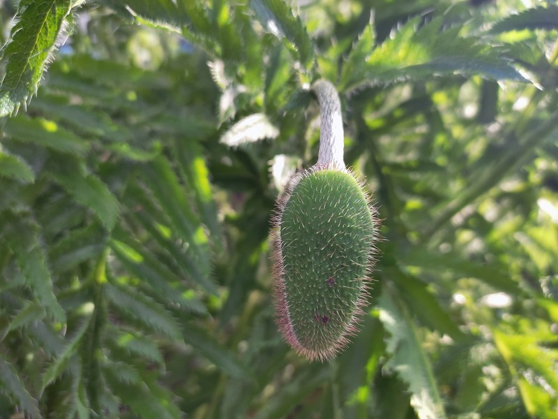 Papaver setiferum photo 7