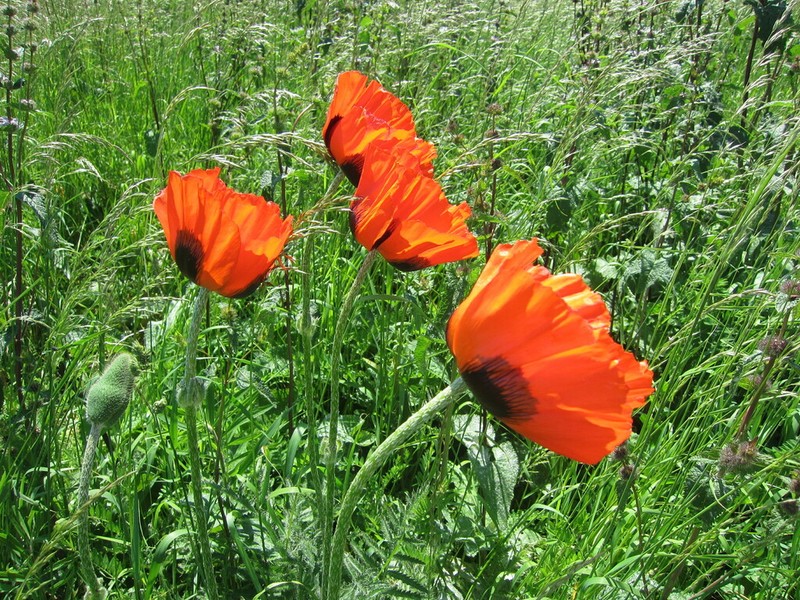 Papaver setiferum photo 8