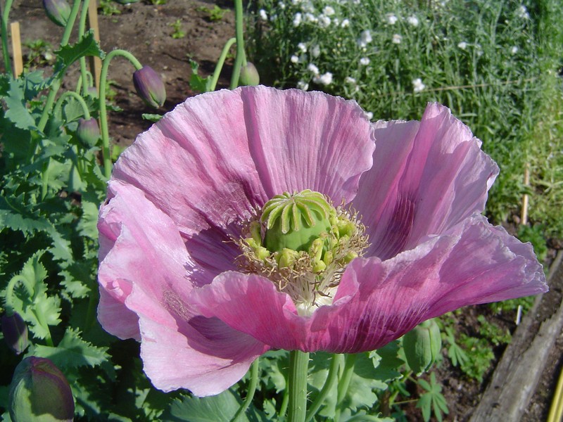 Opium Poppy photo 2