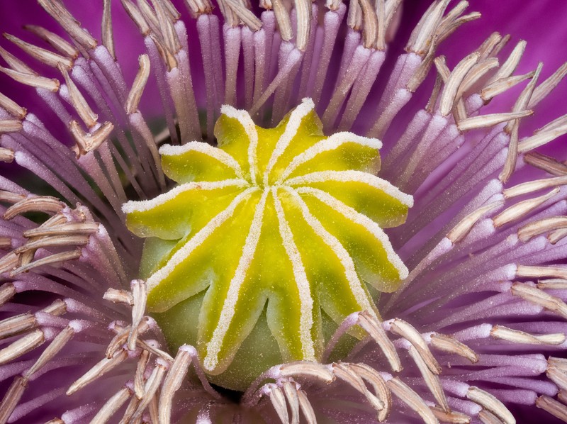Opium Poppy photo 3