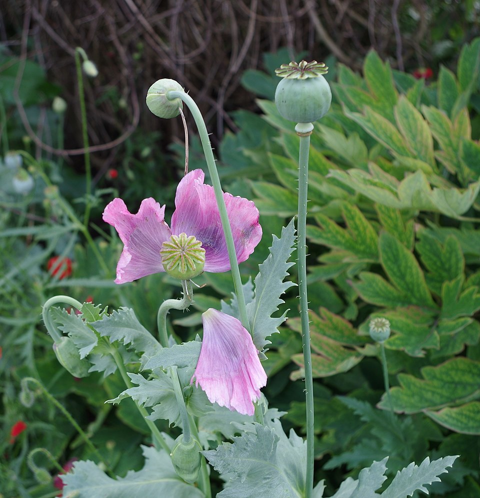 Opium Poppy photo 5