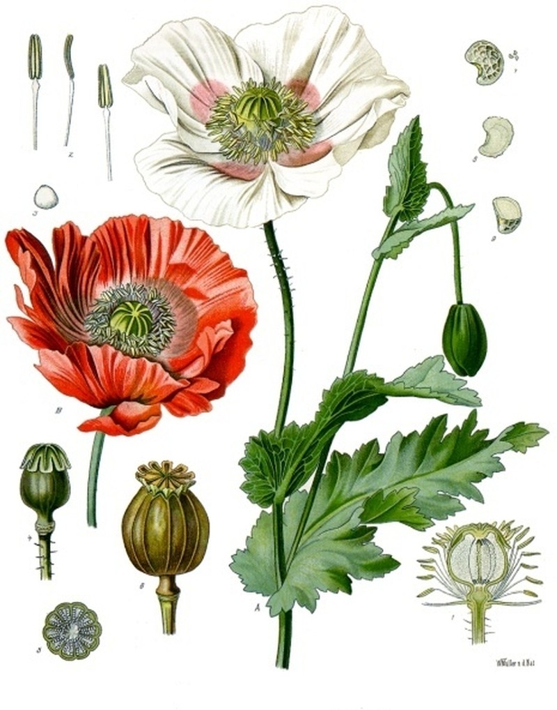 Opium Poppy