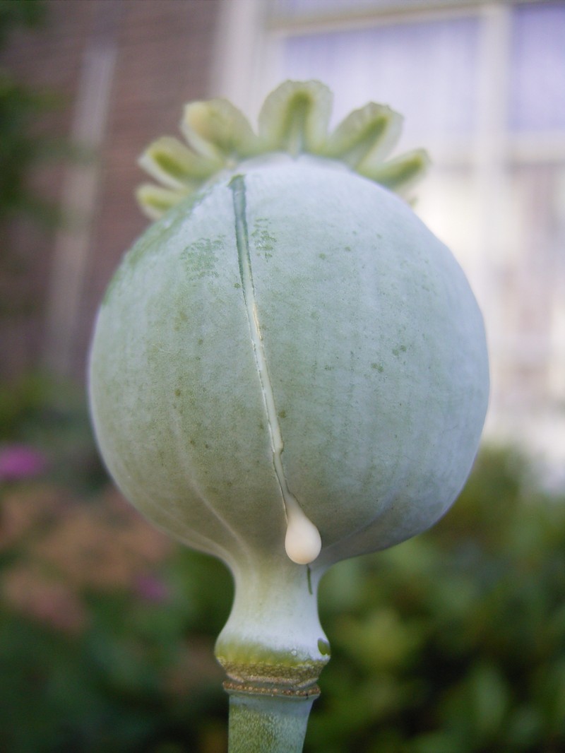 Opium Poppy photo 6