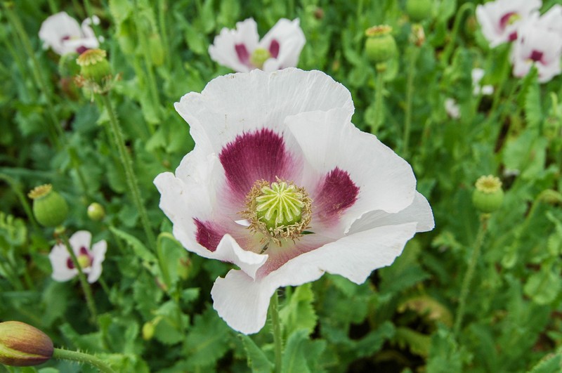 Opium Poppy photo 7