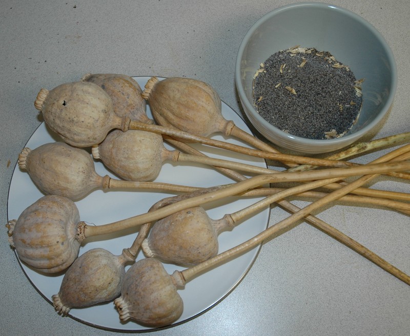 Opium Poppy photo 8