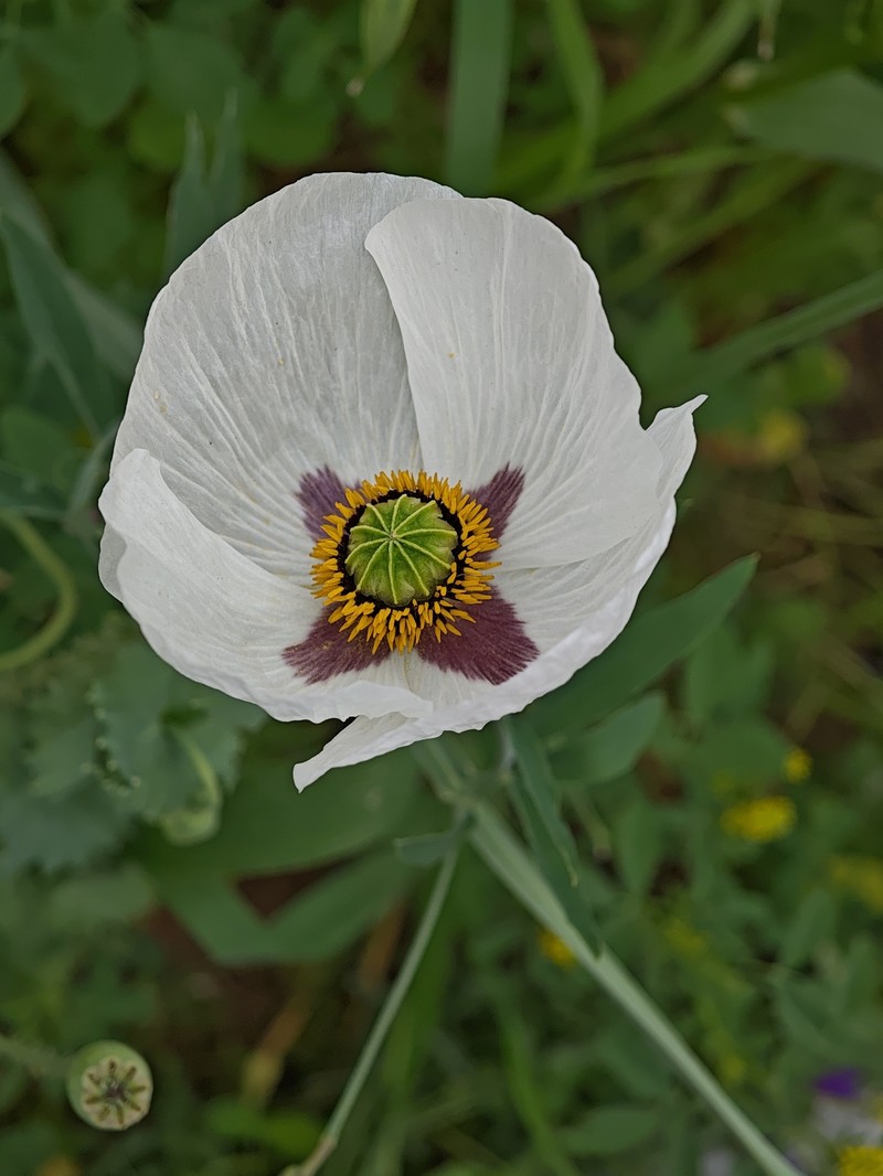 Papaver somniferum subsp. somniferum