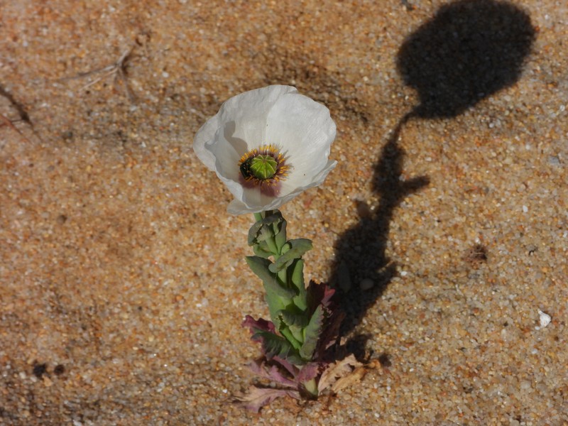 Papaver somniferum subsp. somniferum photo 2