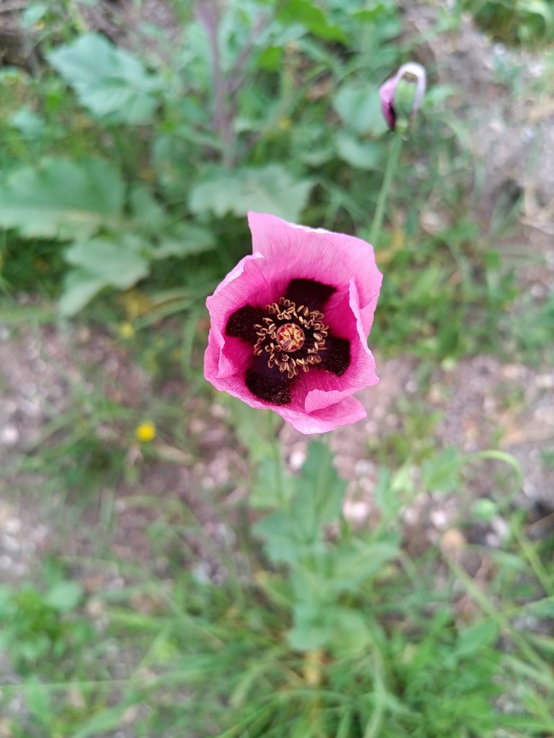 Papaver somniferum subsp. somniferum photo 3
