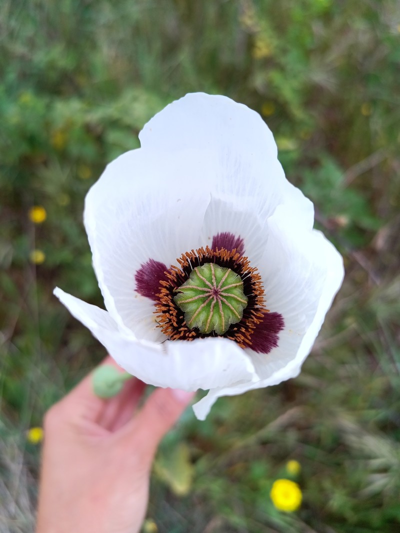 Papaver somniferum subsp. somniferum photo 4