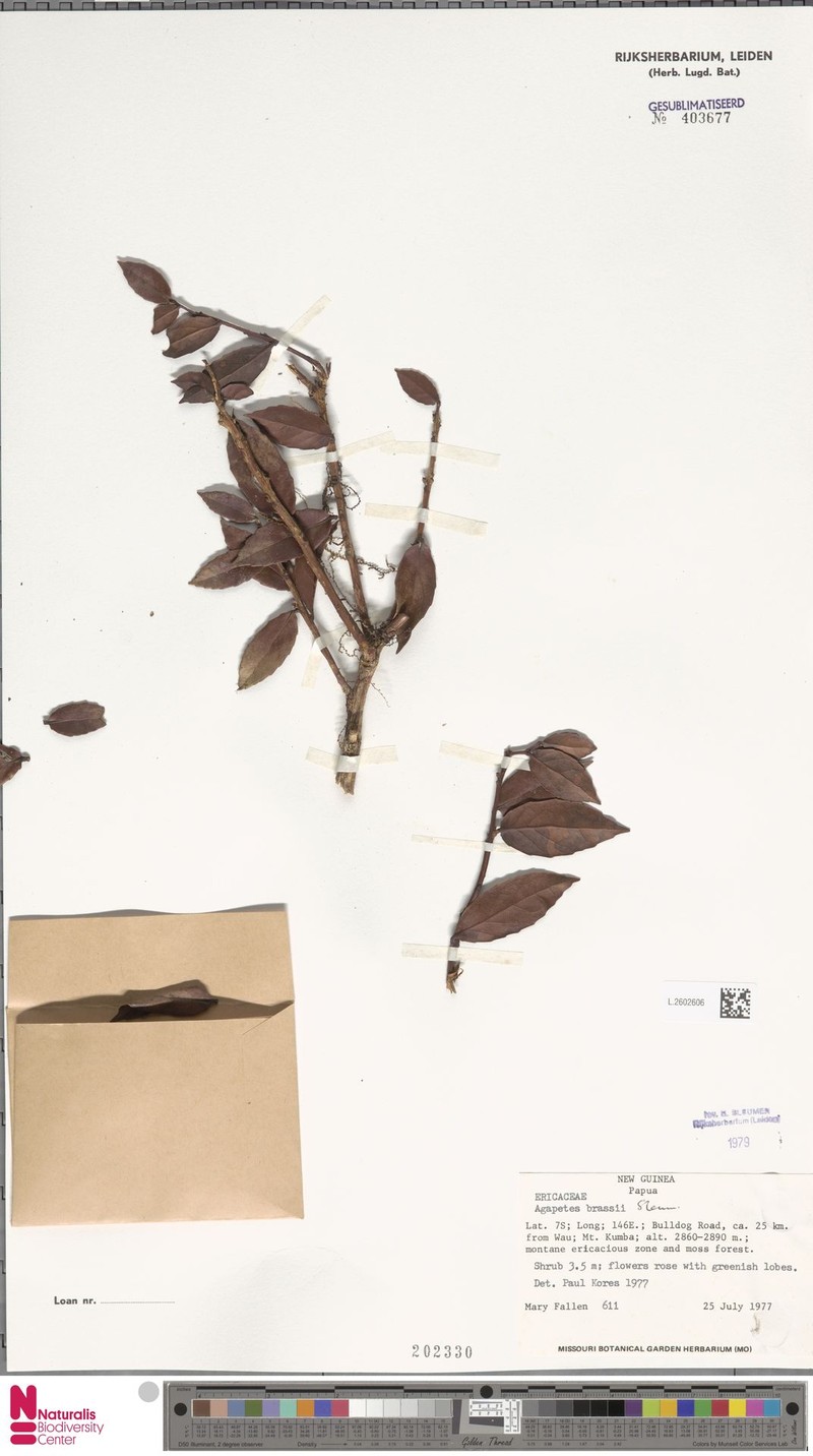 Paphia brassii subsp. brassii