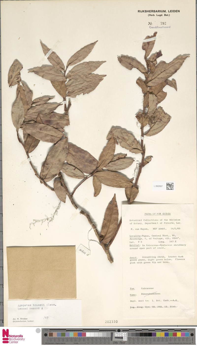 Paphia brassii subsp. brassii photo 2