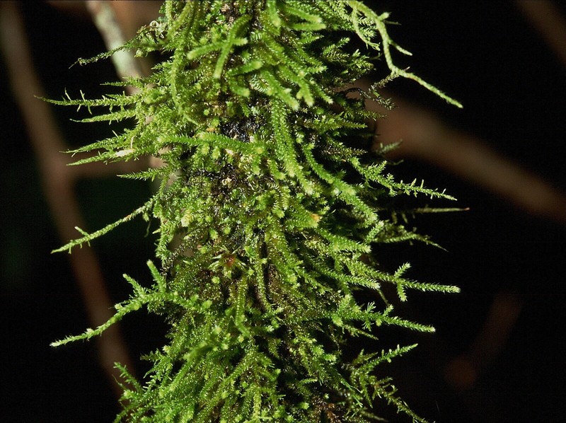 Black Papillaria Moss photo 2