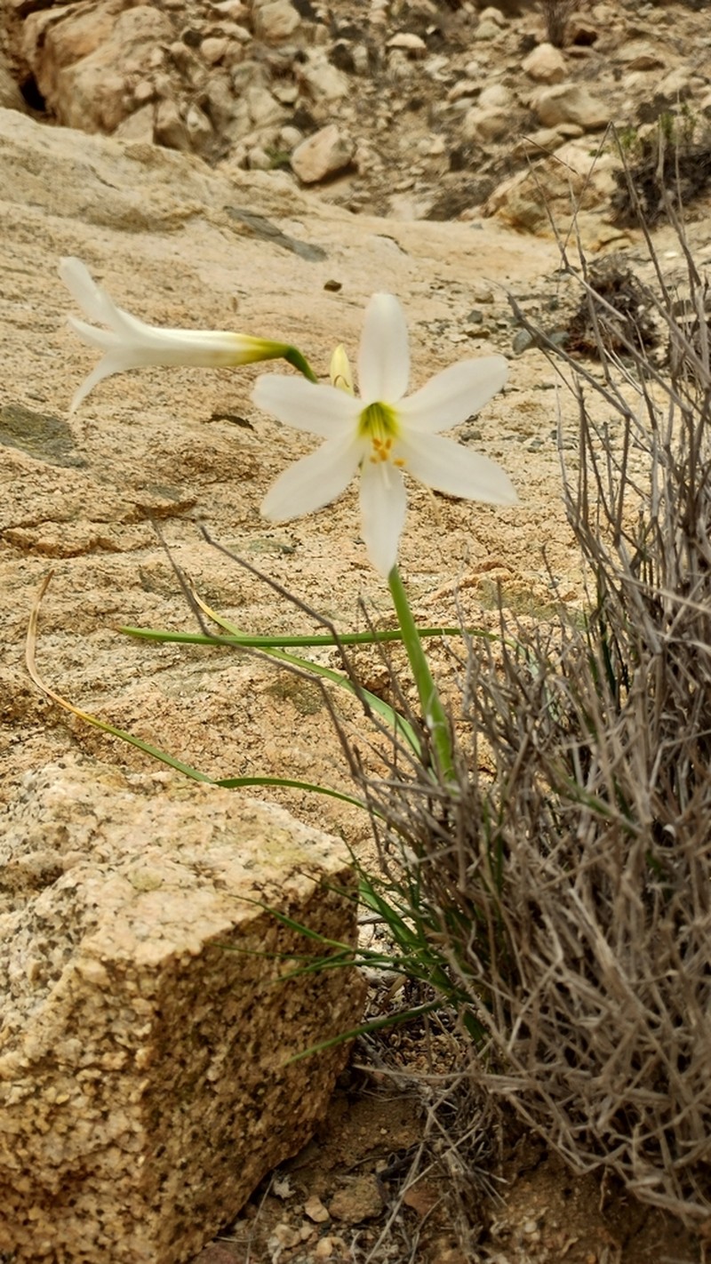 Paposoa laeta photo 6