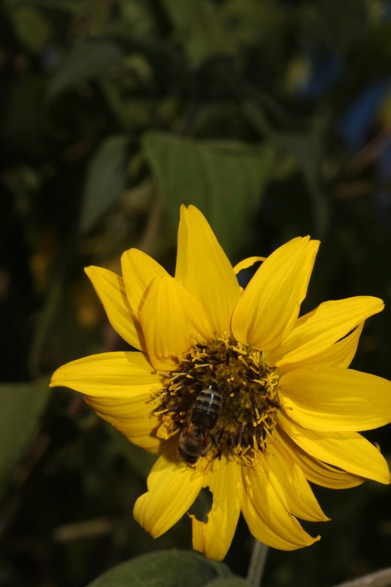 Pappobolus acuminatus