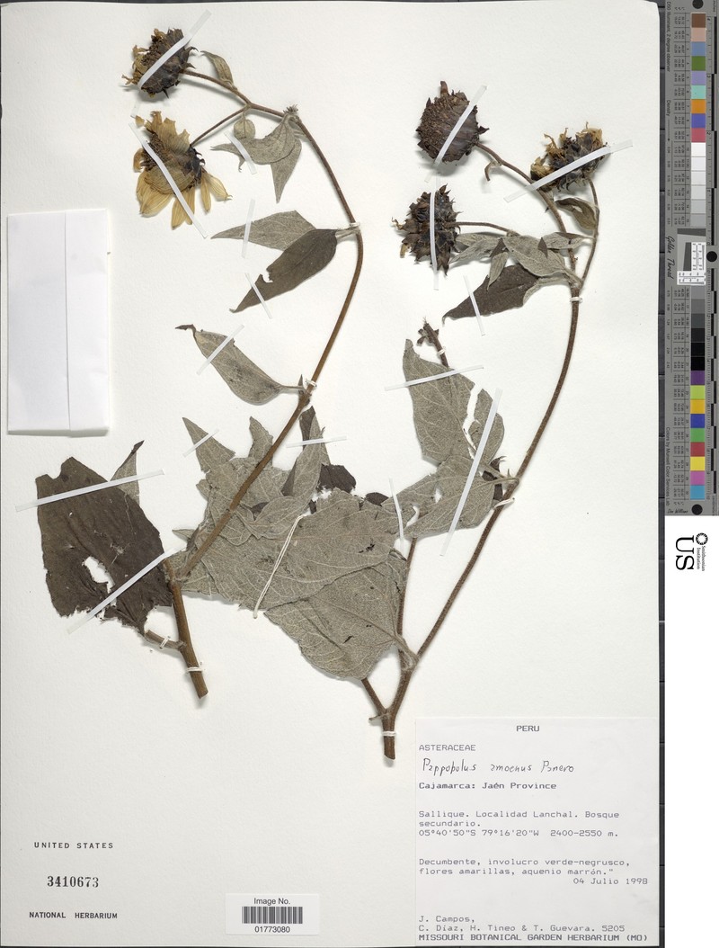Pappobolus amoenus