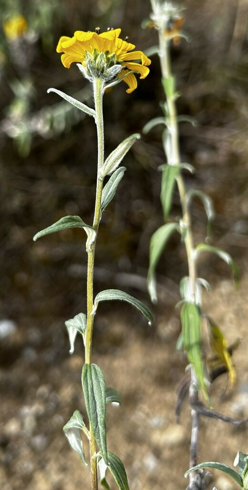 Pappobolus argenteus photo 2