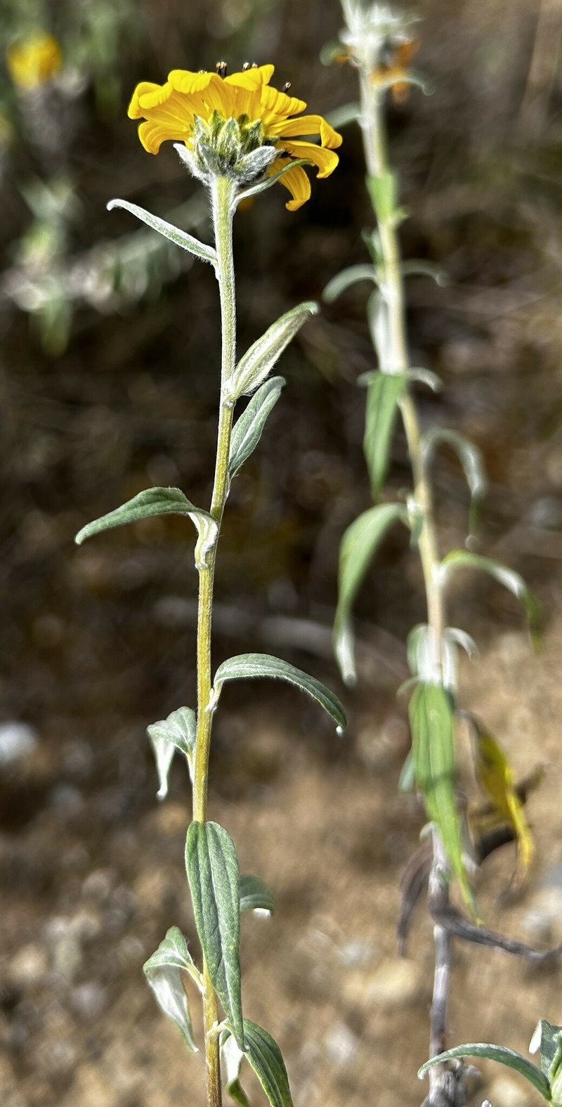 Pappobolus argenteus photo 4