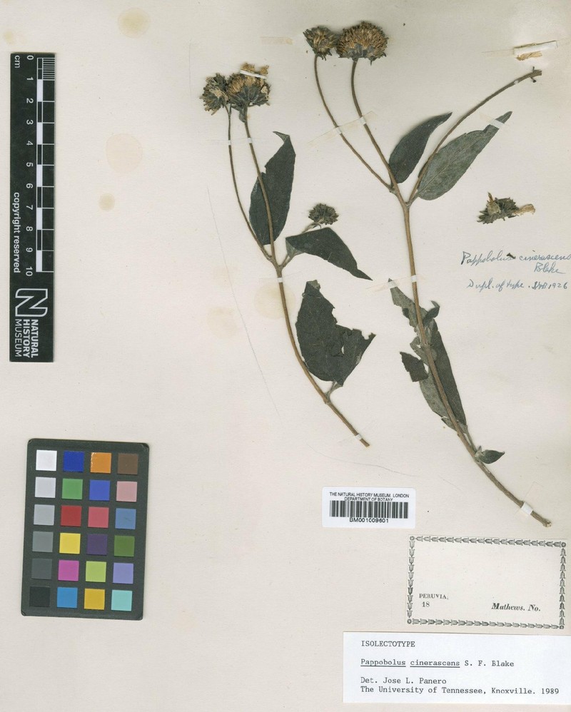 Pappobolus cinerascens photo 2