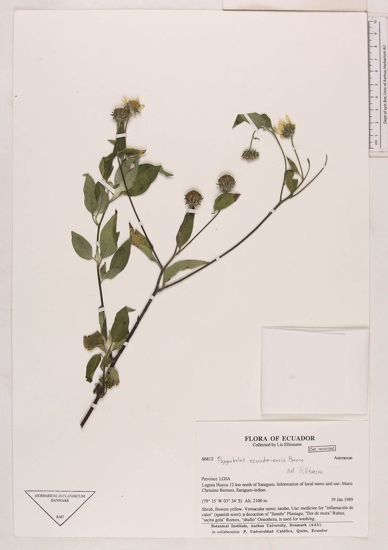 Pappobolus ecuadoriensis