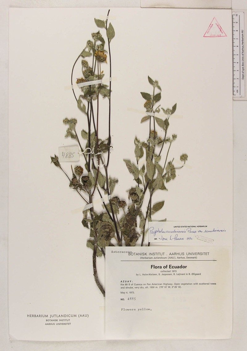 Pappobolus ecuadoriensis photo 2