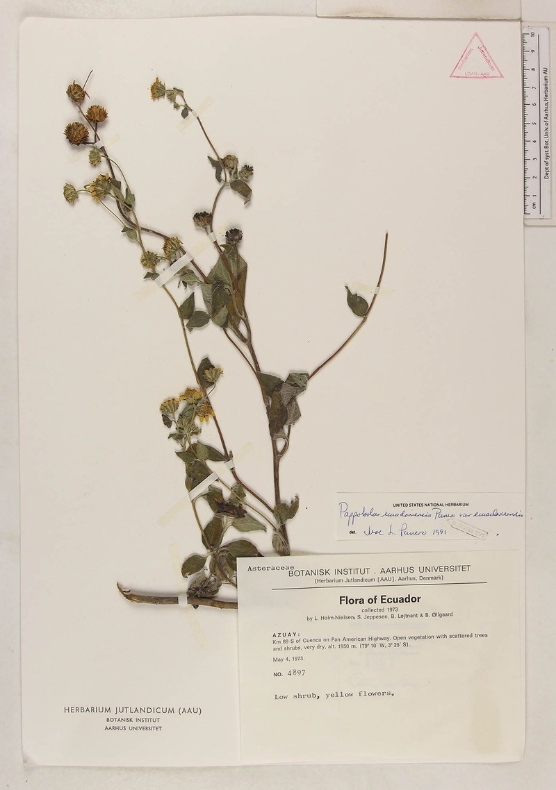 Pappobolus ecuadoriensis var. ecuadoriensis photo 2