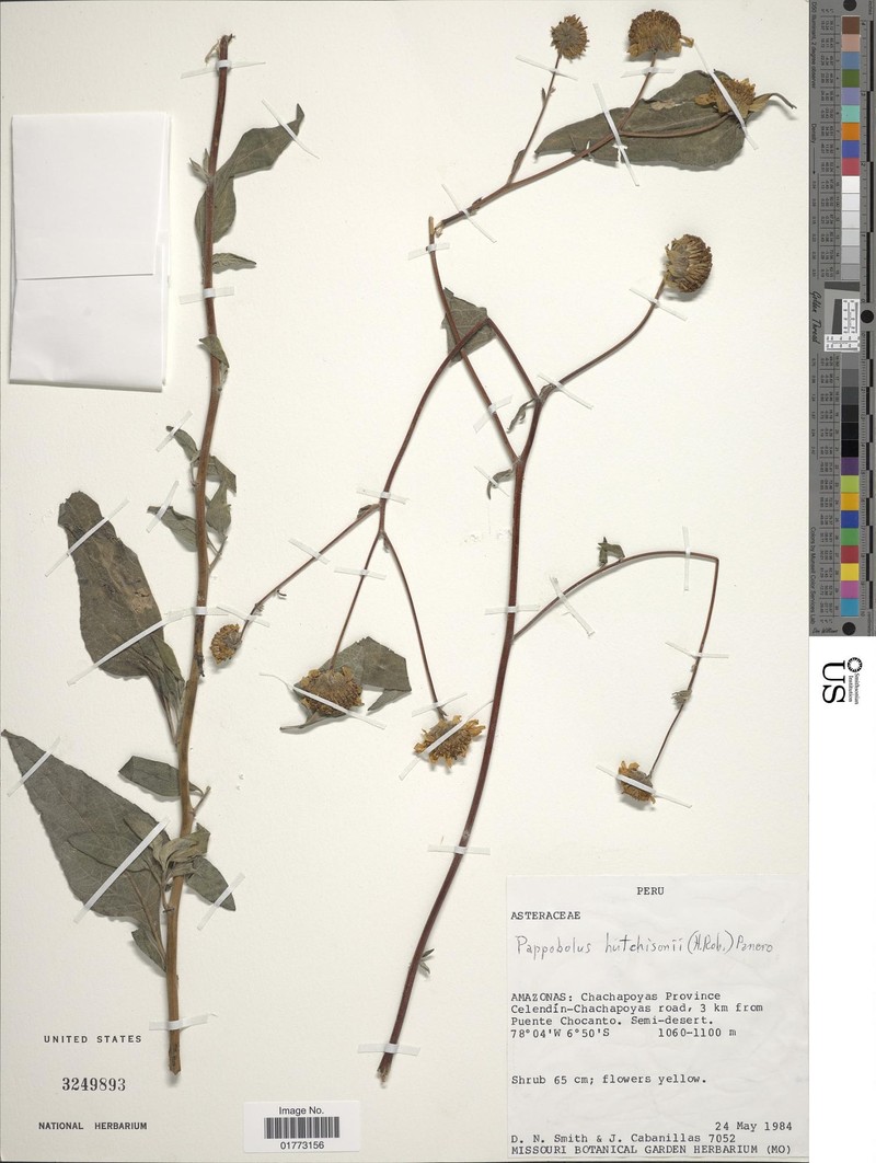 Pappobolus hutchisonii photo 2