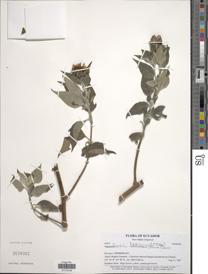 Pappobolus hypargyreus