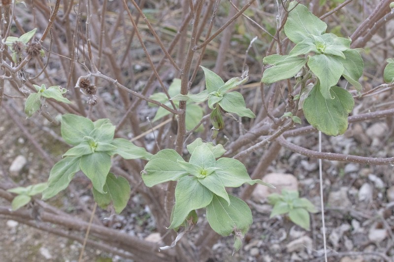 Pappobolus imbaburensis photo 3
