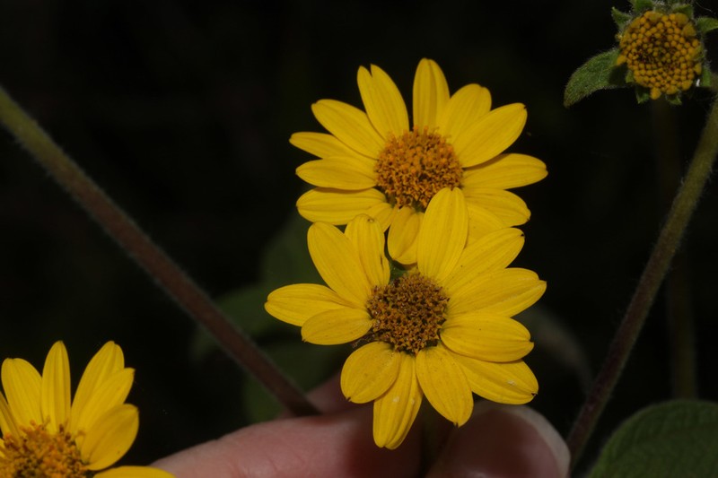 Pappobolus imbaburensis photo 4