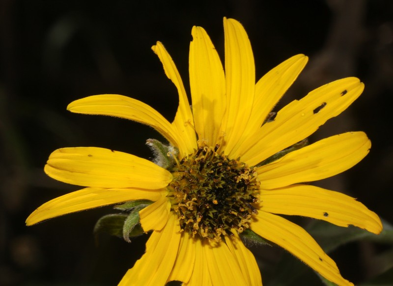 Pappobolus lehmannii