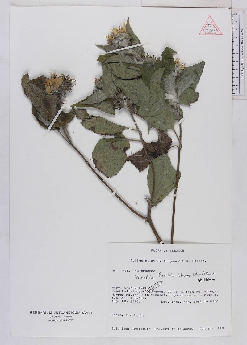 Pappobolus lehmannii photo 4