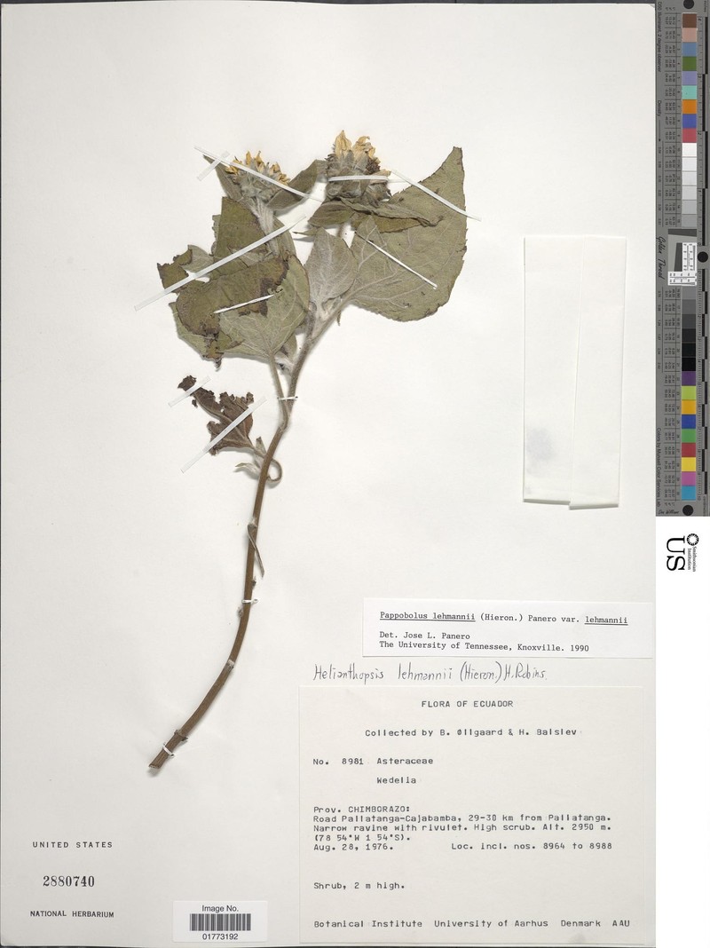 Pappobolus lehmannii photo 5