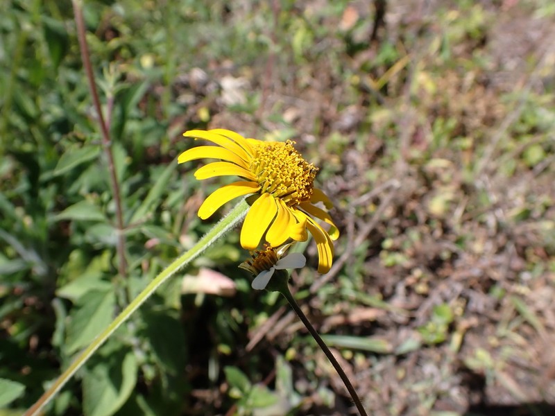 Pappobolus matthewsii