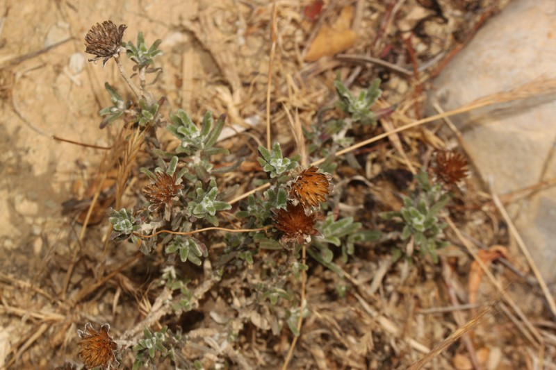 Pappobolus microphyllus