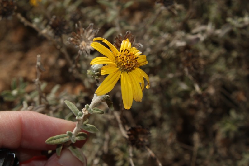 Pappobolus microphyllus photo 2