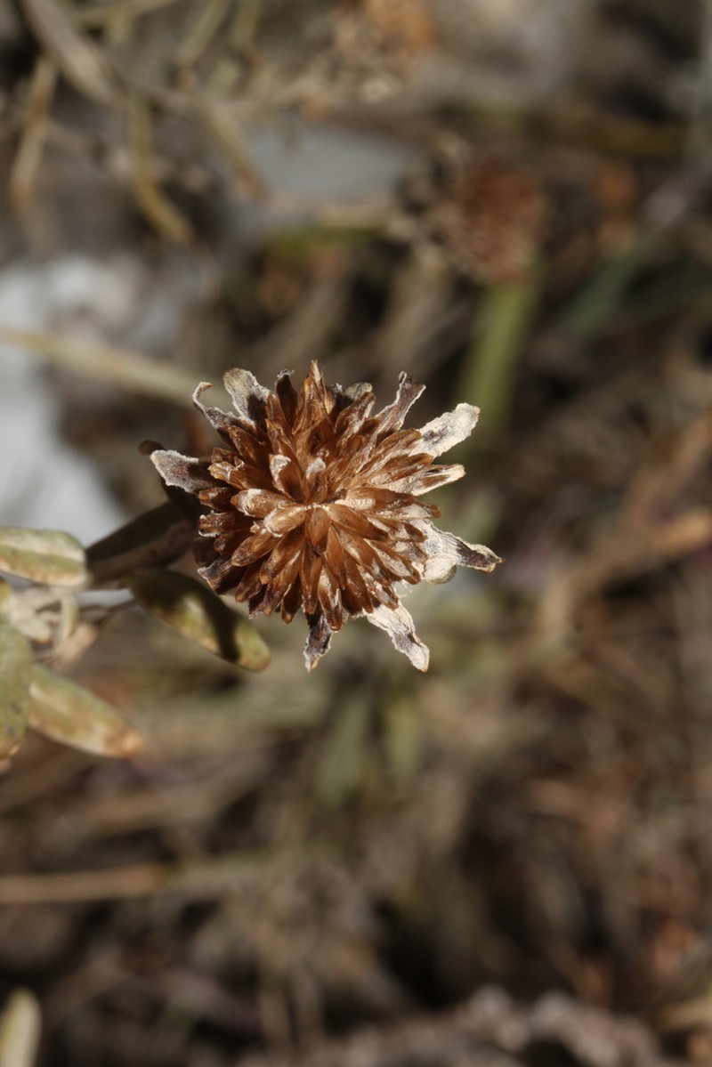 Pappobolus microphyllus photo 4