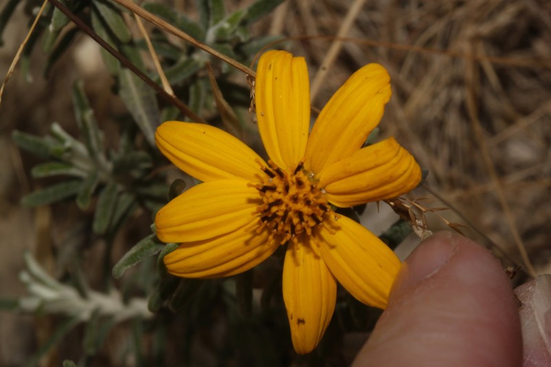 Pappobolus microphyllus photo 5