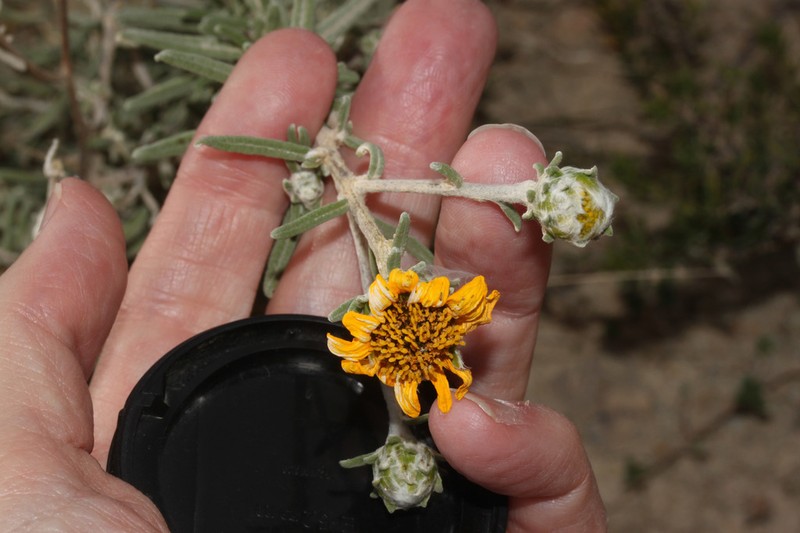 Pappobolus microphyllus photo 6