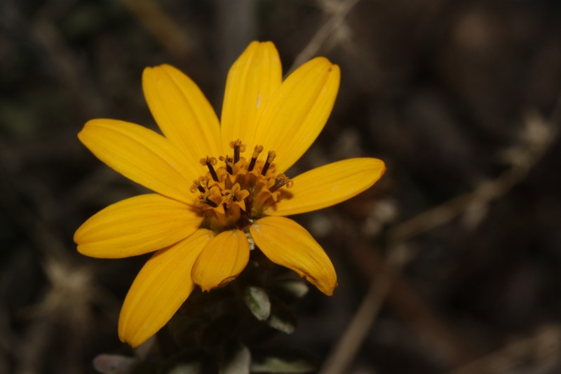 Pappobolus microphyllus photo 7