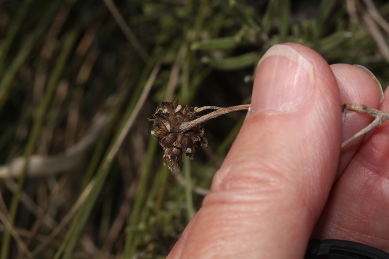 Pappobolus microphyllus photo 8