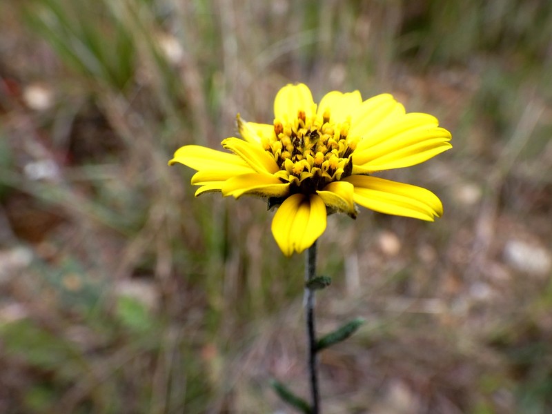 Pappobolus microphyllus var. dillonii