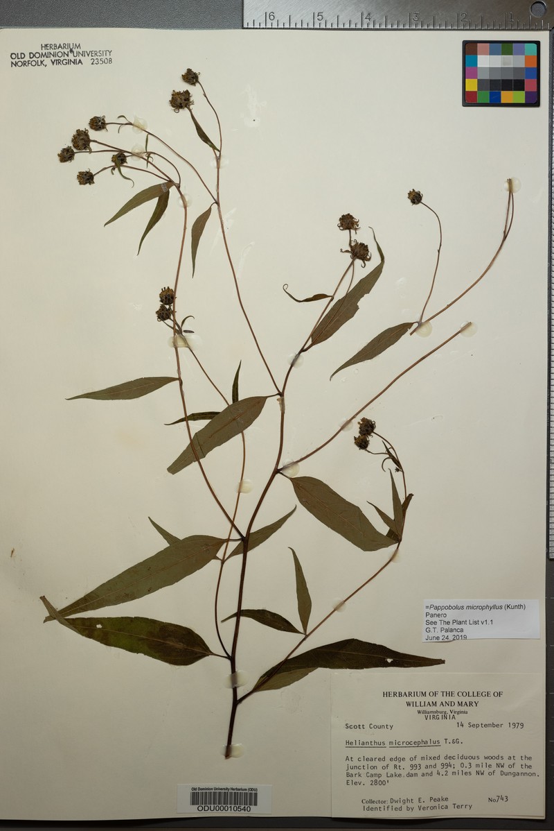 Pappobolus microphyllus var. microphyllus