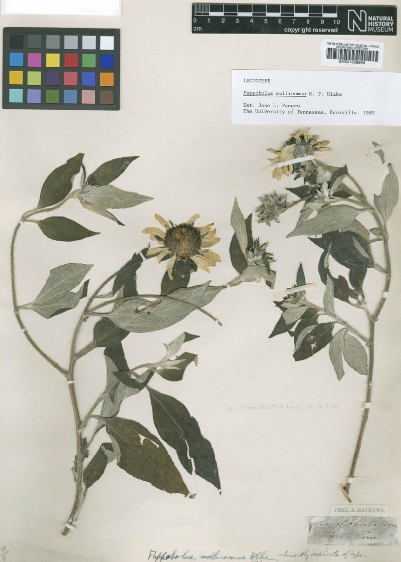 Pappobolus mollicomus